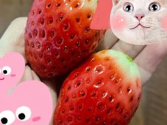 奶油草莓-舒婷果业(万美店)