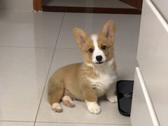 -萌宠之家·腊肠犬·马尔泰·小体犬舍