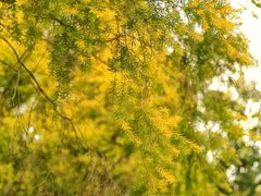 -厦门国家会计学院