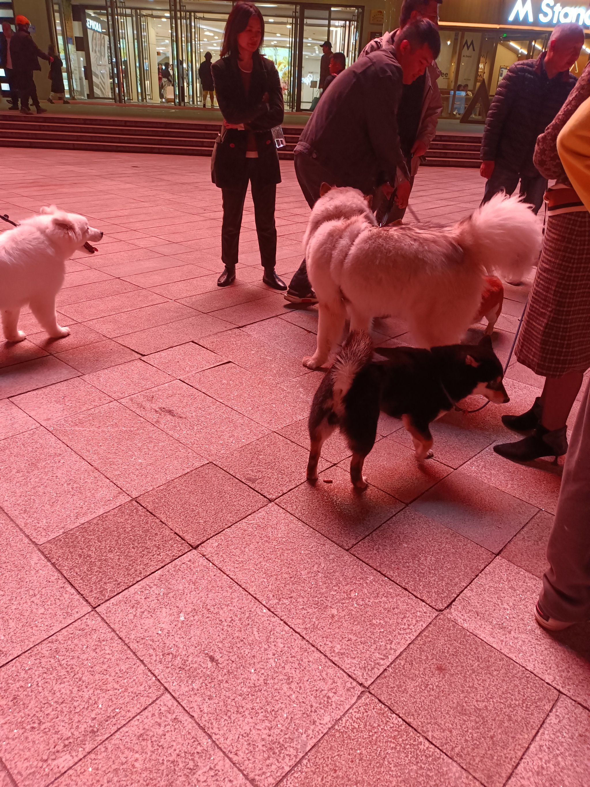 晚上遛狗大聚会