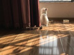 -爱贝特动物医院·猫口炎专科
