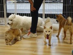 -听TA说宠咖·宠物生活馆(天韵水岸店)