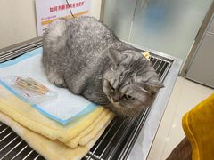 -瑞派康怡24h宠物医院·犬猫医疗中心·微创绝育(瑞景分院)
