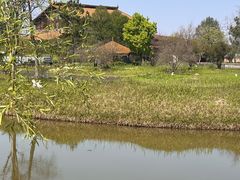 -宁波杭州湾国家湿地公园