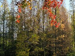 -艾溪湖湿地公园