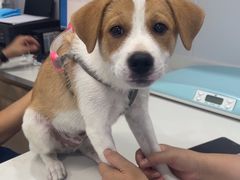 -天使宠物医院·犬猫分诊(彩虹店)