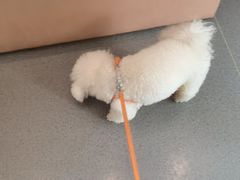 -半岛宠物医院24小时(科华中路店)
