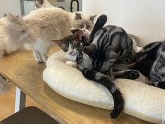 -有喵·猫咖·狗咖·30几只猫10只小狗(岗厦店)