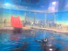-海合安武汉极地海洋公园
