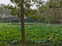 -合肥滨湖国家森林公园