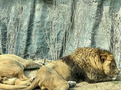 -北京野生动物园