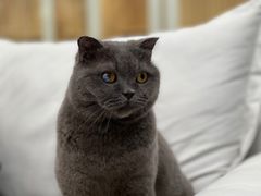 -爱洗澡的猫(天河路店)