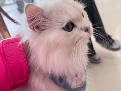 -共舞时光猫咖·狗咖(新街口店)
