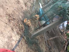 -马陆小张葡萄园农家乐