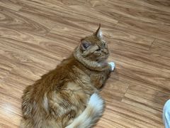 -MOCHA明星猫咖(田子坊店)
