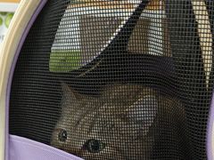 -谐和贝康宠物医院24小时·宠保定点(急重症转诊中心)