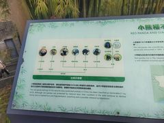 -都江堰中华大熊猫苑