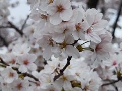 -锅贴大王南翔小笼(临沂二村店)