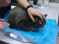 -关爱宠物医院·猫科中心·消化科(滨湖万达分院)