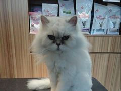 -御宝贝·A梦猫科宠物医院(国际猫友好医院)