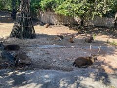 -清迈夜间动物园