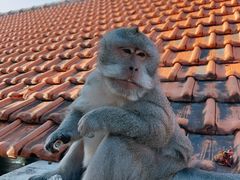 -乌鲁瓦图寺