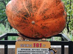 -黄龙溪欢乐田园