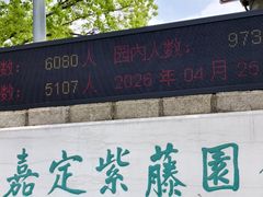 -嘉定紫藤园