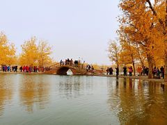 -金塔沙漠胡杨林景区