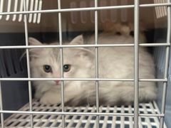 -福懋动物医院·犬猫全科·外科·重症科(杏林分院)