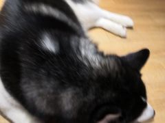 -Husky Go! 哈士奇体验馆·宠物咖啡厅狗咖