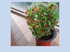 -双季花艺园艺市场(浦东店)