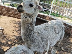 -丽泽山庄·生态怀柔菜·虹鳟鱼(红螺寺店)