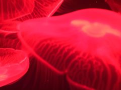 -芜湖新华联大白鲸海洋公园