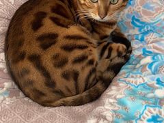 -关爱宠物医院·猫科中心·消化科(滨湖万达分院)