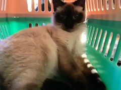 -瑞派天宁宠物医院·猫科·异宠中心