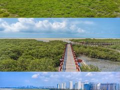-北海金海湾红树林生态旅游区
