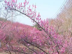 -游子山休闲旅游区