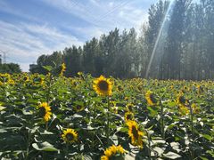 -长白岛森林公园