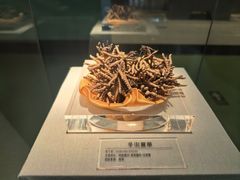 -青藏高原自然博物馆