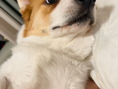 -翊宠yipet猫狗购宠庄园犬舍•猫舍