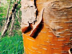 -白草畔自然风景区