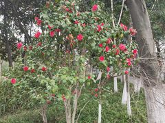 -青枫公园