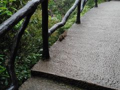 -三清山希尔顿度假酒店