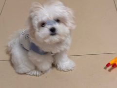 -MARSMART PETS火星宠物超市(1733店)