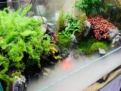 -中环花鸟鱼虫市场