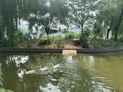 -莲花池公园