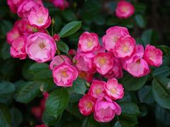 -上海辰山植物园