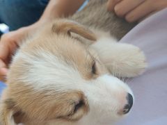 -宠颐生·恒爱宠物医院(静海店)