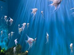-海合安武汉极地海洋公园